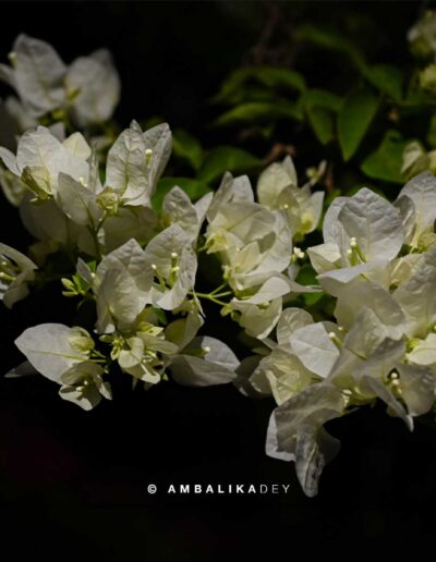 White bougainvillea flowers illuminated against a dark background